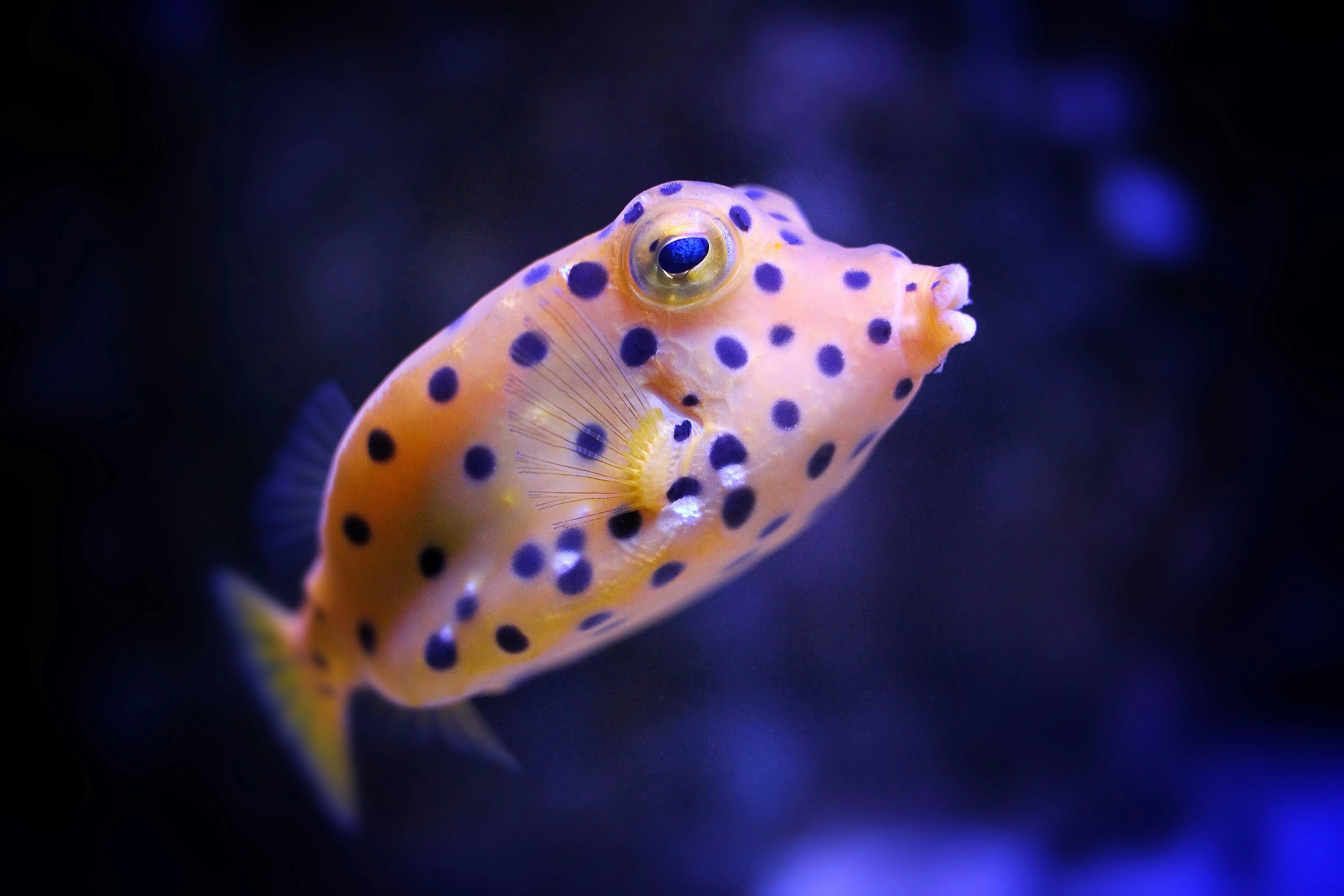 Cubicus Boxfish